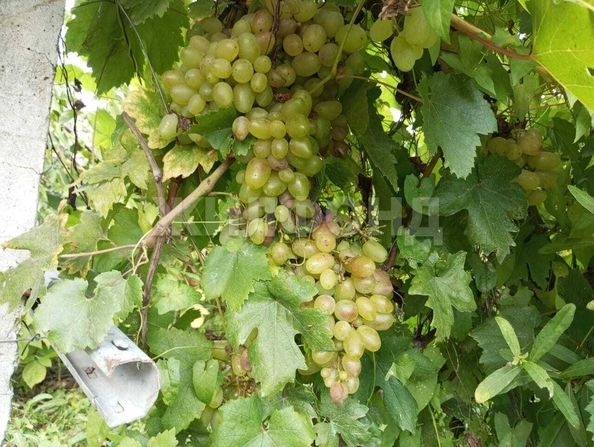 
  Продам  дачный участок Смоленская

. Фото 1.