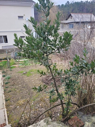 
  Продам  дачный участок Сочи

. Фото 6.