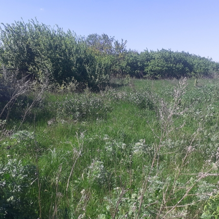 
  Продается земельный участок, 12 соток, хутор Мержаново
. Фото 2.